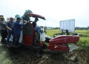 Pj Sekda Palopo Hadiri Panen Raya Padi Serentak