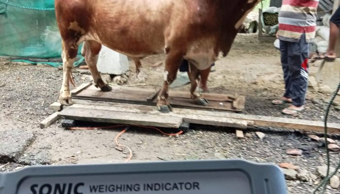 Pemkot Palopo Terima Seekor Sapi Kurban Seberat 807 Kg dari Presiden Prabowo
